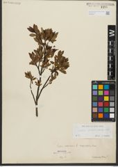 Foto von Salix waldsteiniana Willd.